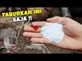 Download Lagu Ternyata cukup taburkan ini, tikus langsung pergi selamanya !!