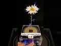 Tesla coil experiment 😍🧨#science #experiment #chemistry