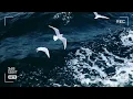 Download Lagu Suara Burung Camar di Atas Gemuruh Ombak ♥️  | Relaxing White Noise