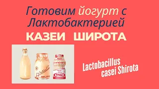 Making yogurt with Lactobacillus casei Shirota strain