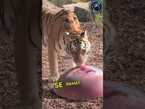 Why is this guy giving ice cream to a tiger | But it's something else 😱🫡 #respect #shorts #ytshorts