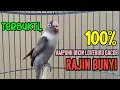 Download Lagu SUARA BURUNG LOVEBIRD NGETIK TAJAM NGEKEK PANJANG, PANCINGAN LOVEBIRD AMPUH BIKIN GACOR RAJIN BUNYI MP3