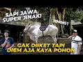 Download Lagu TERNYATA JENGKI SAPI JAWA GW ITU BISA DIEM GINI KAYA PATUNG..!