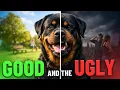 Lagu Should YOU Get a Rottweiler? Watch This First!
