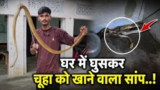 घर में घुसा चूहा खाने वाला सांप!🐀😲🐍[ Full rescue video! ] #snake #rescue 