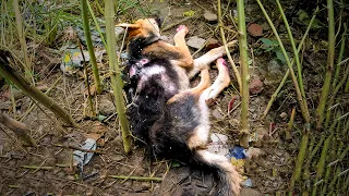 Street Dog Severely Wounded in Dog Fight Saved by Manali Strays