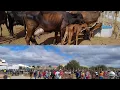 Download Lagu FEIRA DE ANIMAIS EM BODOCÓ-PE DIA, 02/09/2025. #nordeste 