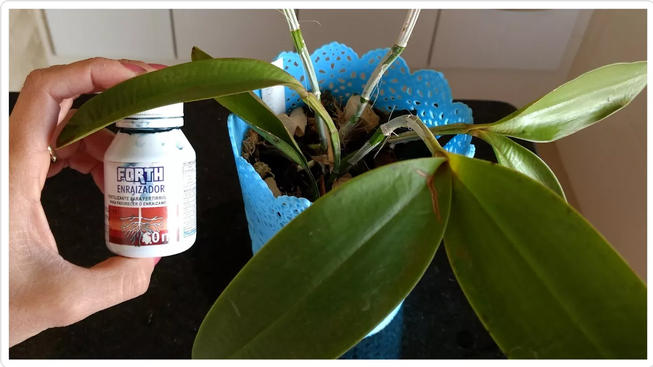 ENRAIZADOR NA ORQUÍDEA APÓS 1 MÊS RESULTADO