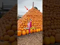 WORLDS BIGGEST PUMPKIN Tower
