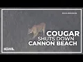 Cougar spotted on Haystack Rock leads to Cannon Beach closure