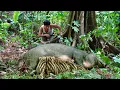 Lagu -In a rare moment, Trieu Khang unexpectedly witnessed a mother wild boar giving birth in the forest.