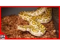 Burmese Python Update Triple B TV - Ep 80