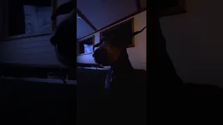 #Fyp #dream #YouTube #doberman #pets