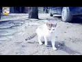 Download Lagu Në të dy skajet e ditës! (Tozhar, Teman,Tërpan,Paraspuar,Zhitom i vogël,Zhitom i madh)