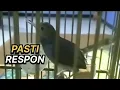 SUARA PRENJAK KEPALA MERAH NGALUN JOS BUAT PIKAT