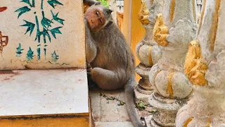 Brave Mother Monkey Struggles to Deliver Her Newborn Baby