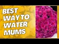 The Best Way to Water Mums that are in Containers - Keep them Vibrant