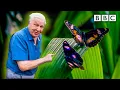 Lagu Attenborough's Life in Colour: Trailer 🦋 BBC