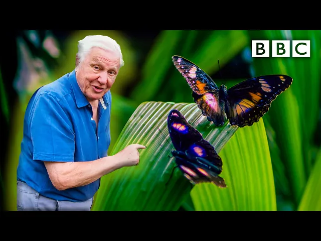 Attenborough's Life in Colour: Trailer ? BBC