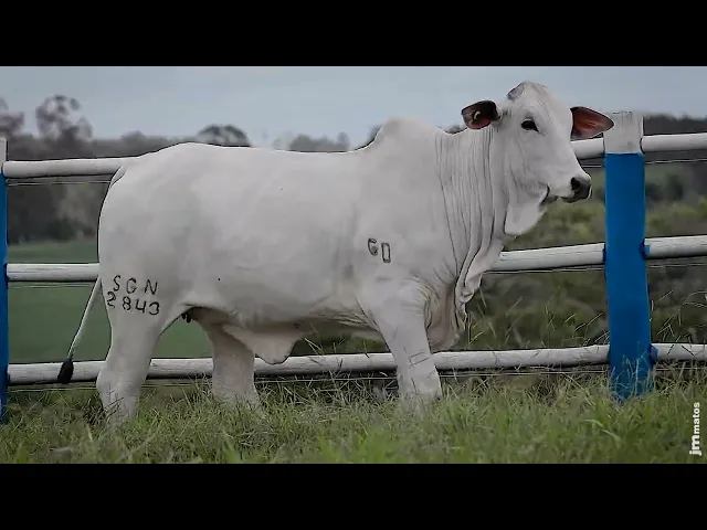 Novilha Nelore SGN - 2843