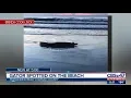 Gator spotted on the beach in Fernandina Beach