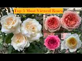Lagu 5 Most Popular Roses of My Garden
