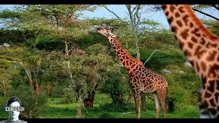 15 Ataques de Crocodilo contra Leões, Zebras e até Humanos Capturados em Vídeo!