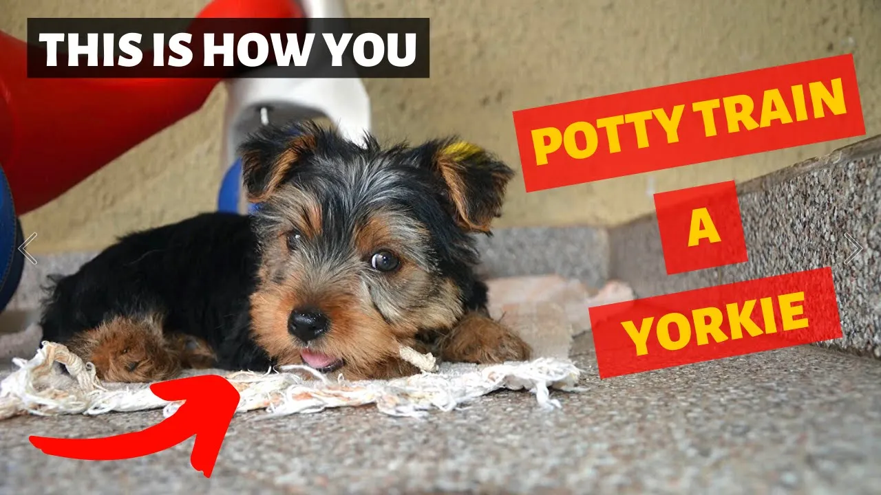 How to potty train your shih tzu puppy [HD slideshow video]