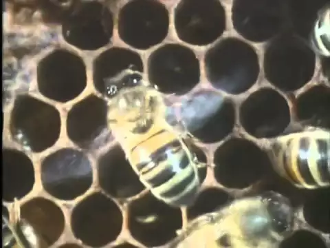 The Monk and the Honeybee Part 1-5