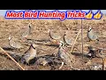 Chakur Bird Trap Setup – 100% Real Catch #NaturalFellings 