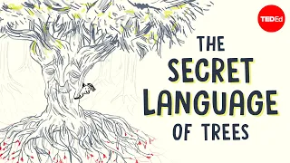 the secret language of trees camille defrenne and suzanne simard