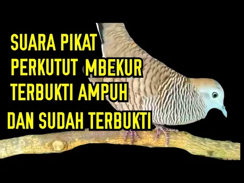 Download MP3 SUARA PIKAT PERKUTUT NGEROL NGAJAK TARUNG