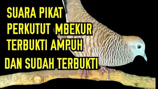 suara pikat perkutut ngerol ngajak tarung