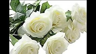 ابتدأ المشوار   دندنها