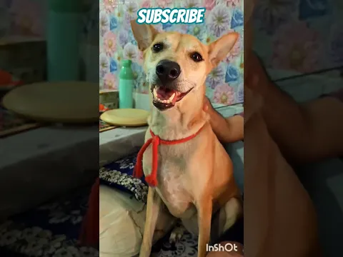 Cute doggy Aura 🐶❤️😍 #doglover #dogvideo #viral