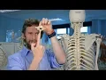 How to identify a vertebra anatomy