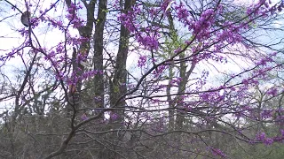 Explaining why allergies may be so bad in Texas