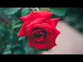 Download Lagu Сборник самых невероятно красивых и нежных мелодий, до глубины души!!! музыка Сергей Грищук