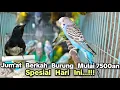 Lagu SPESIAL HARI INI JUMAT BERKAH HARGA BURUNG MULAI 7500‼️‼️‼️