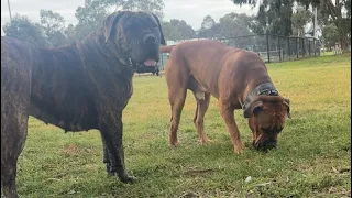 Molly the Boerboel 6th August Morning walk 
