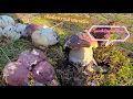 Download Lagu Collecting wild sweet mushrooms at the airport on 1/10/25, going out in groups, very exciting / K...