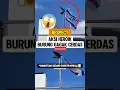 Download Lagu Respect‼️Aksi heroik Burung gagak cerdas #respect #burung #hewan  #muslimpulsee