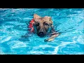 Saving Paws Rescue AZ - Anakin