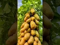 Download Lagu 🥔 How to Grow Potatoes at Home: Easy Tips! 🌱 #shorts