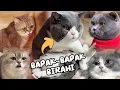 Kompilasi Video \u0026 Cerita Kucing Lucu | Dijamin Full Ngakak 😂