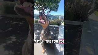 #fypシ #Dream #pets #doberman #Fyp