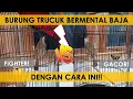 Download Lagu 2 cara meningkatkan mental burung trucukan supaya fighter dan gacor