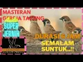 Download Lagu 🛑Suara Gereja Tarung, Masteran Audio Super jernih.. Durasi 6 JAM‼️Gacor Semalaman..
