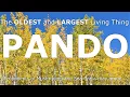 The Largest and Oldest Living Thing in the World: PANDO the Quaking Aspen