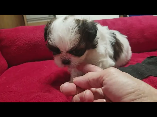 動画